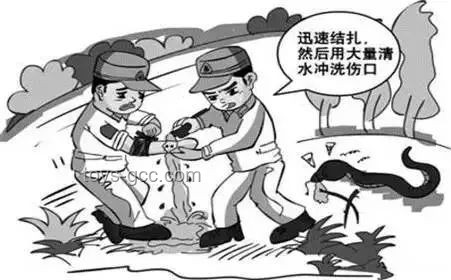 女子疑被蛇咬死 家屬愿意尸檢：醫療救治與公共安全深度剖析