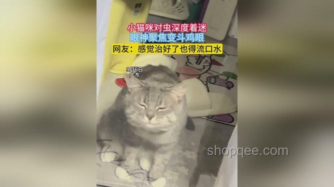 看到真正的決戰貓貓之顛：寵物電商行業巔峰之戰深度剖析