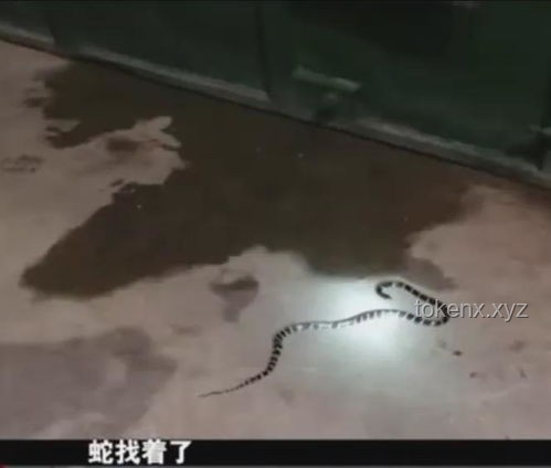 三亞女子被咬身亡救治案例研究：未提蛇咬成關(guān)鍵細(xì)節(jié)