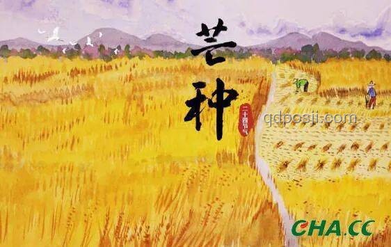 今日芒種，如何應對農事繁忙與氣候挑戰