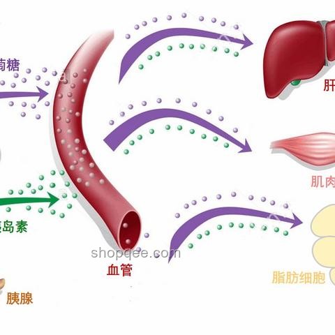 全合成的意義深度解析