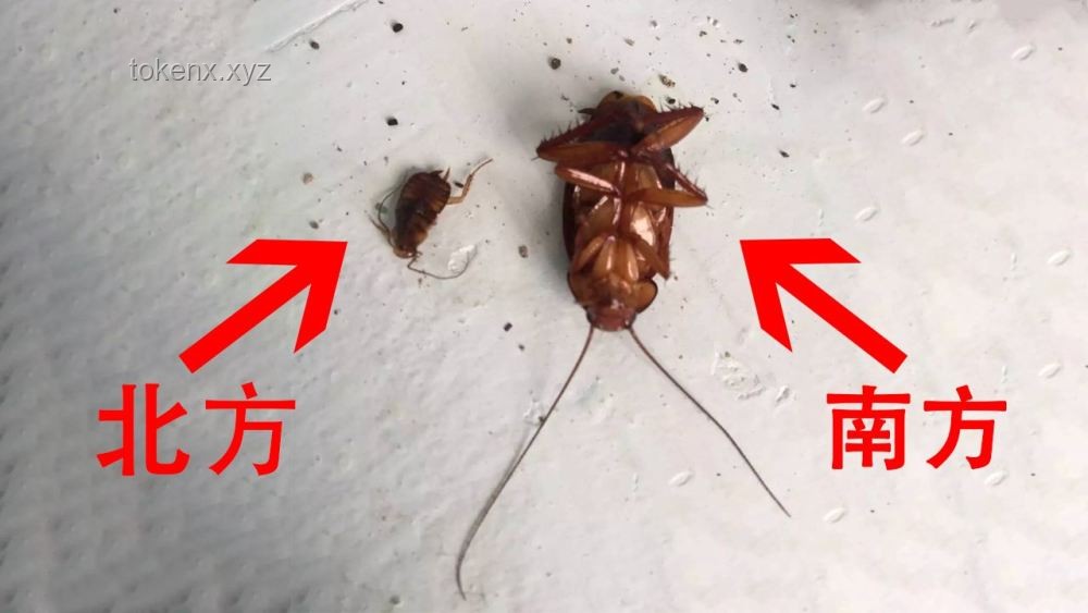 桔子酒店驚魂夜：蒸熟的蟑螂竟成“意外加餐”??