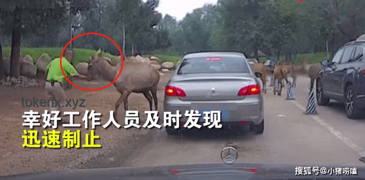 游客停車(chē)被打事件解析，當(dāng)?shù)毓俜饺绾位貞?yīng)