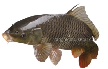 龍鱗鯉真相：近純黑鯉魚非“化龍失敗”，價值幾何？