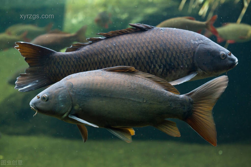 “龍鱗鯉”現象透視水族市場新機遇