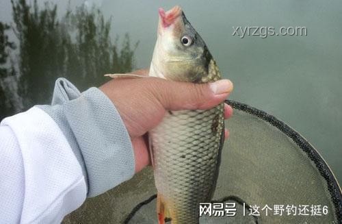 “龍鱗鯉”現象透視水族市場新機遇