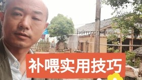 胡潤與王寧的絕版Labubu交換事件