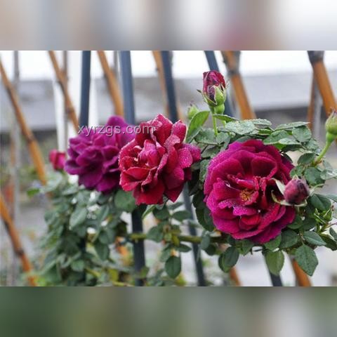 《廢土3》游戲綜合評價分析