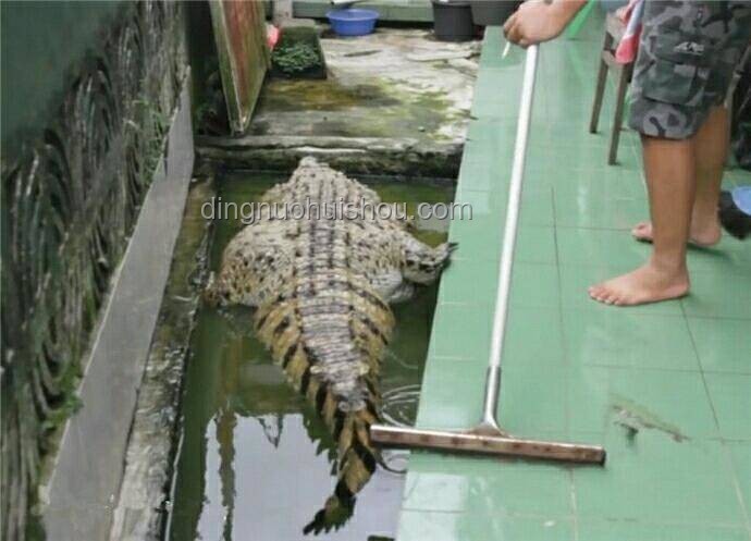 鱷魚出逃？兩步策略，2天抽干水池抓回！