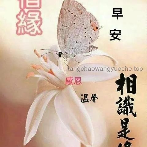 朋友情感需求滿足案例研究：絕區零生日會與牽掛之情