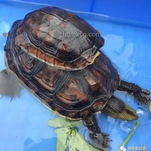 小孩被天降烏龜砸死，飼主判賠128萬案例研究