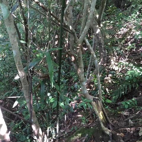 男童誤食毒蘑菇急救指南：預防與應對措施