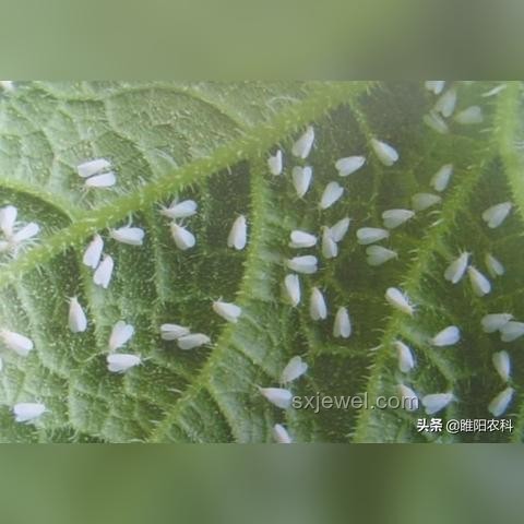 智能家居的理想態(tài)與中國(guó)品牌的突破之旅 ????