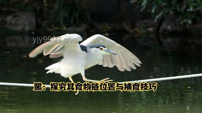 北風呼呼寵勢舞：解析自然現象與詩意表達