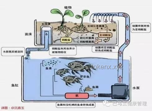賽博養(yǎng)魚(yú)：手工耿引領(lǐng)的養(yǎng)魚(yú)新風(fēng)尚趨勢(shì)預(yù)測(cè)
