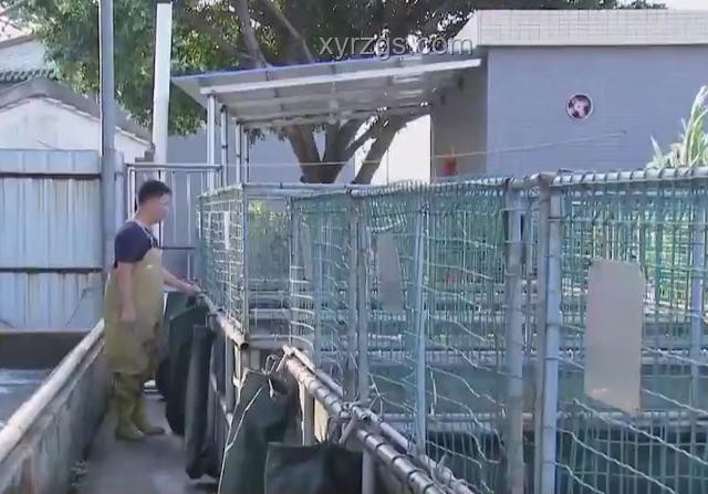 手工耿賽博養魚設備與傳統養魚方式對比分析
