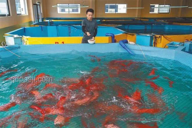 賽博養魚：手工耿式創新引領水產養殖新風尚