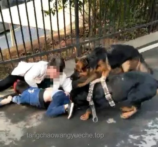 老人摔斷腿后，與鄰居小狗意外結緣的深層分析
