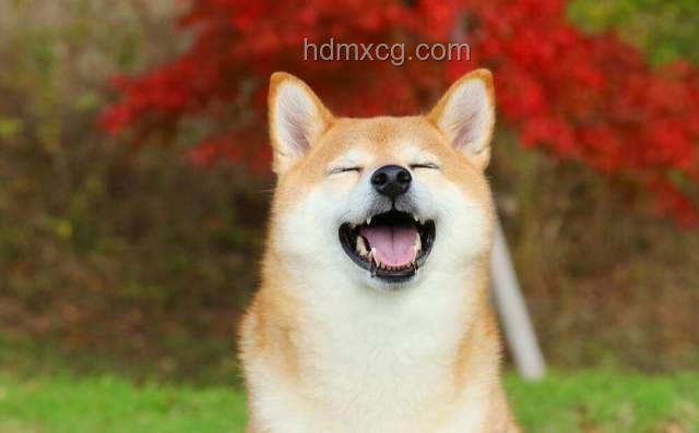 特朗普與馬斯克：寬容的力量與個(gè)人成長(zhǎng)的啟示