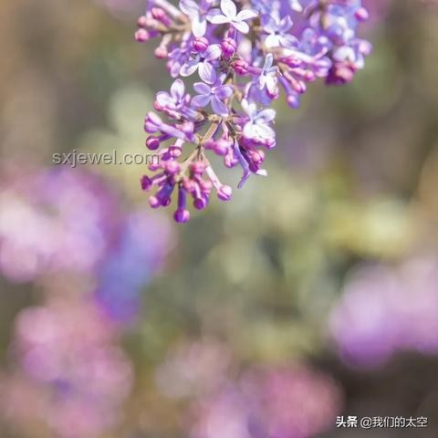 清華大學(xué)校河河水與普通瓶裝水對(duì)比分析