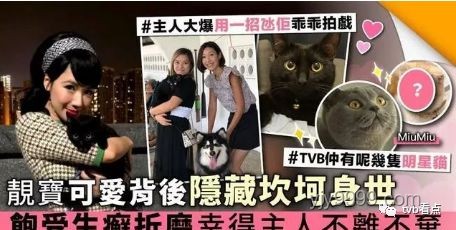 《硯底鳴蝶》熱播背后的影視制作行業洞察