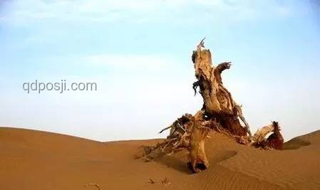 加州獨立的夢：一場遙遠的遐想與現實碰撞