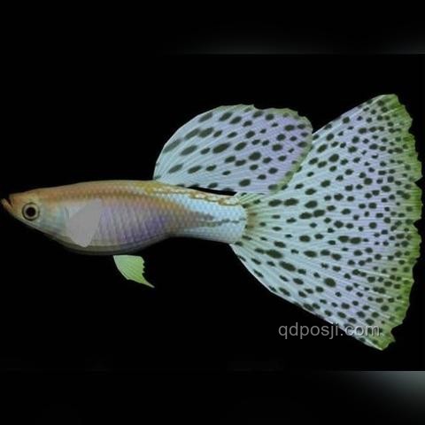 印度墜毀客機機尾嵌入樓房中：緊急救援與防范策略
