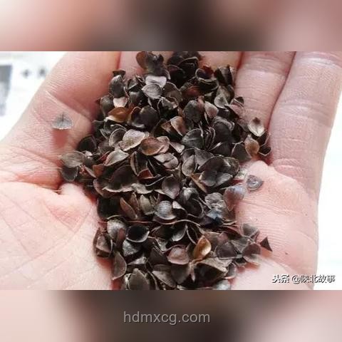 高考后獨立歸家現象透視：教育與社會韌性