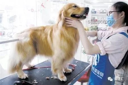 萌寵踢凍干挑戰：寵物經濟新風口與行業深度洞察