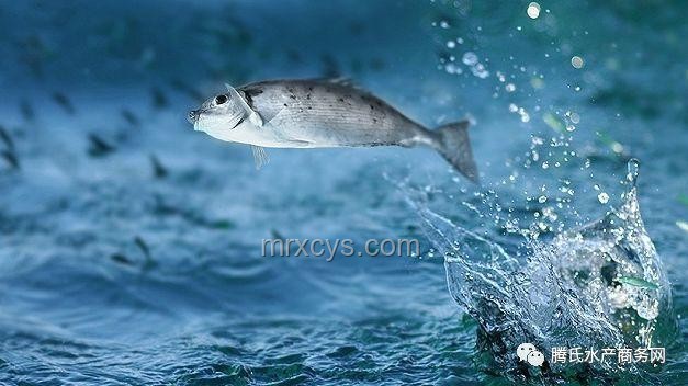 男子釣鱷事件透視：野生動物管理與休閑漁業(yè)融合新挑戰(zhàn)