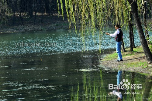 男子意外釣到鱷魚：多方合力下的生態(tài)安全與人文關(guān)懷