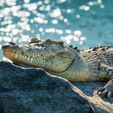 男子意外釣到鱷魚與常規釣魚事件的對比分析