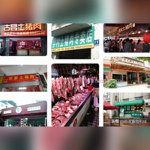養(yǎng)豬人還得熬：養(yǎng)豬業(yè)的堅持與挑戰(zhàn)