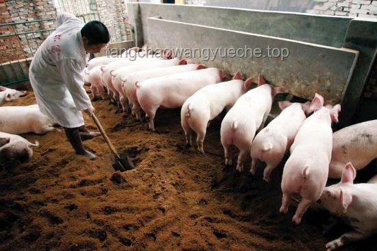 養(yǎng)豬業(yè)新展望：養(yǎng)豬人還得熬過變革，迎接曙光？