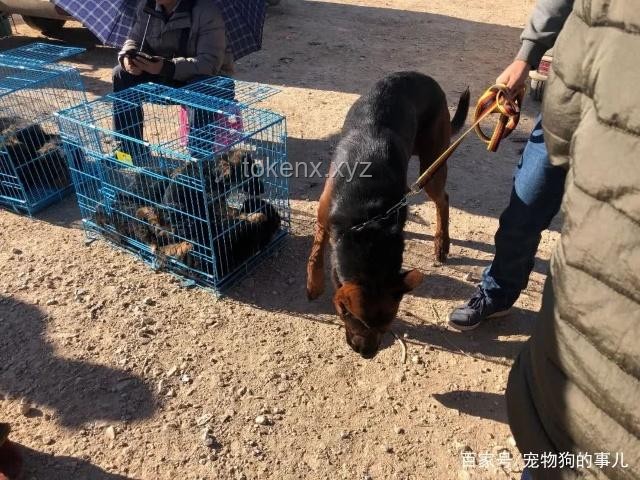男子教唆犬只攻擊他人寵物狗案例研究