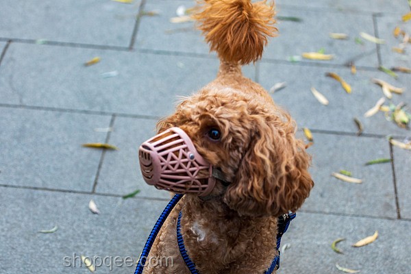男子教唆犬只攻擊他人寵物狗：行為動機與社會影響深度分析