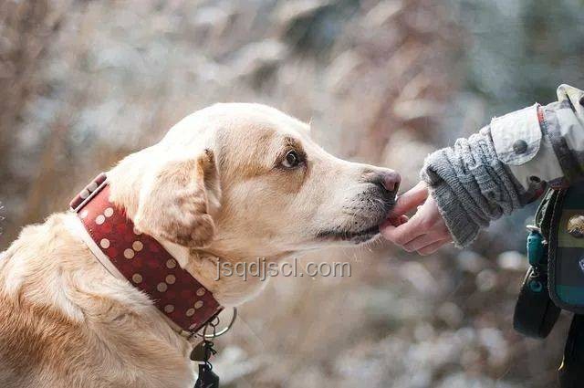 男子教唆犬只攻擊行為與正常寵物狗互動的對比分析