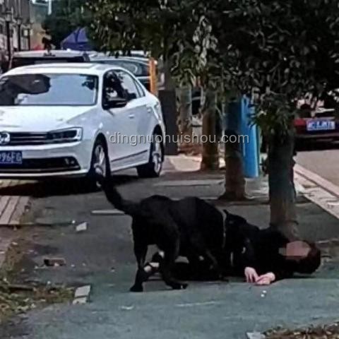 湖南惡犬傷人事件應對指南：保護自身安全