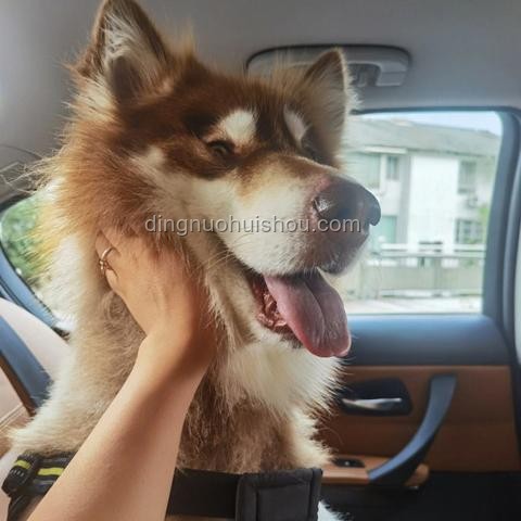 湖南惡犬傷人事件應對指南：保護自身安全