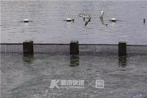 魚躍龍門奇觀再現西湖，寓意與成功哲學深度剖析