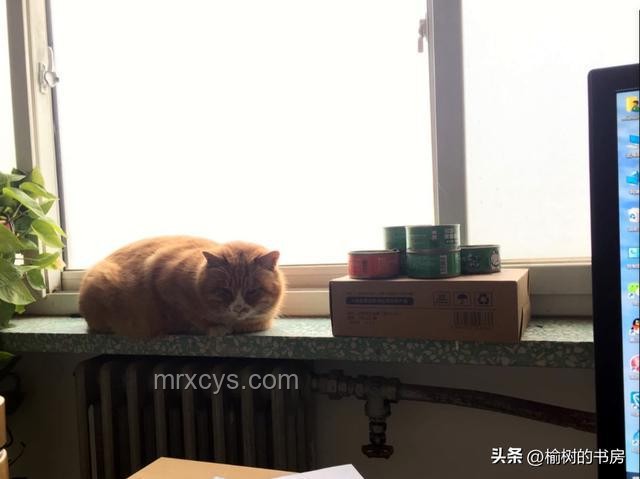養(yǎng)貓后的“模仿欲”：看啥都想給自家貓?jiān)囋? title=