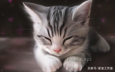 喵式靈感爆發(fā)：養(yǎng)貓啟發(fā)的跨界創(chuàng)新法則