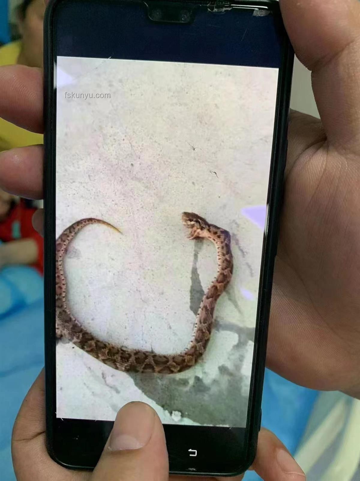 “咬傷粉絲的毒蛇21”事件深度對比分析
