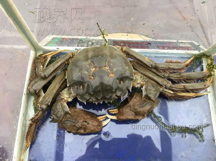 青蟹王VS雀尾螳螂蝦：跨界養(yǎng)殖的創(chuàng)新對決