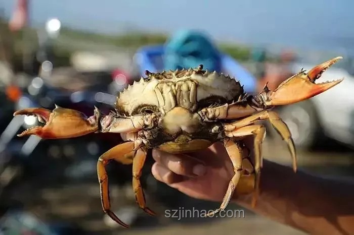 用了半年時間養出的無敵青蟹王，能否擊敗雀尾螳螂蝦？