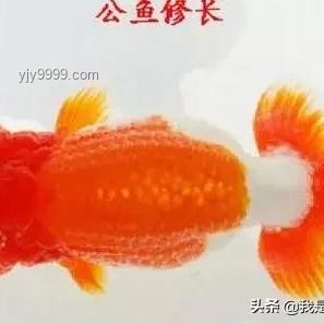 爭(zhēng)議太大《撈女游戲》被迫改名：性別議題與社會(huì)反思的交鋒