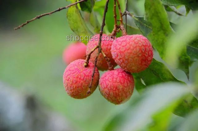 《長安的荔枝》結(jié)局揭秘：借錢與荔枝樹的命運(yùn)