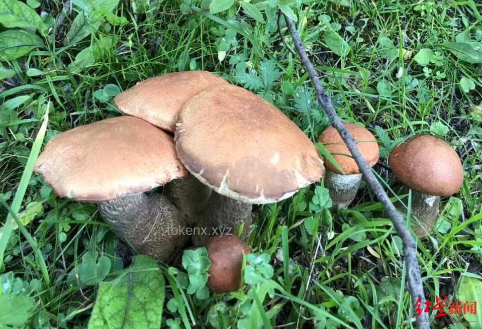 這簡直就是行走的菌子探測器：野生菌識別技術的革新與應用