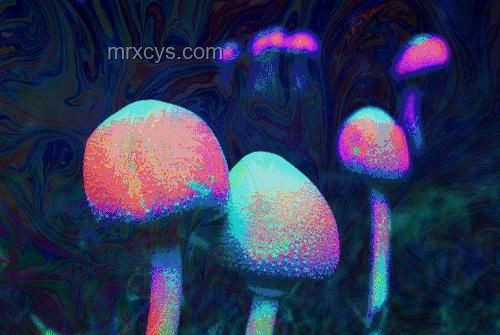 ??行走的菌子探測器：我的尋菌探險記