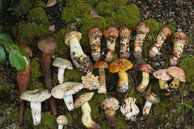 這簡直就是行走的菌子探測器：野生菌識別技術的革新與應用
